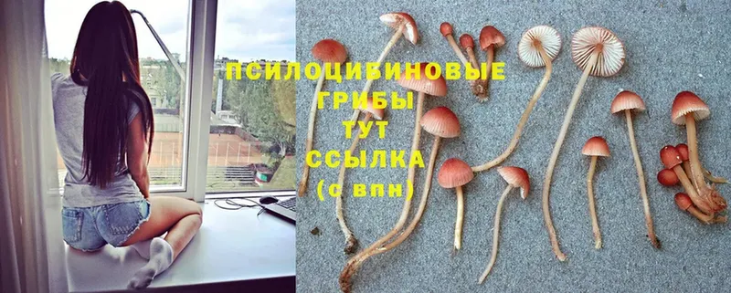 наркошоп  Родники  Галлюциногенные грибы Cubensis 